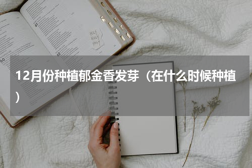 12月份种植郁金香发芽（在什么时候种植）