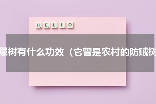 狗尿树有什么功效（它曾是农村的防贼树）