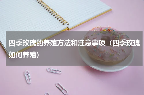 四季玫瑰的养殖方法和注意事项（四季玫瑰如何养殖）