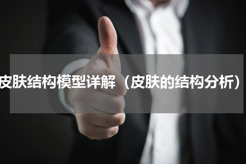 皮肤结构模型详解（皮肤的结构分析）