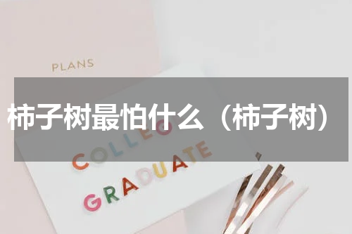 柿子树最怕什么（柿子树）