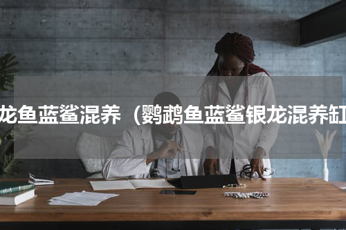 银龙鱼蓝鲨混养（鹦鹉鱼蓝鲨银龙混养缸）