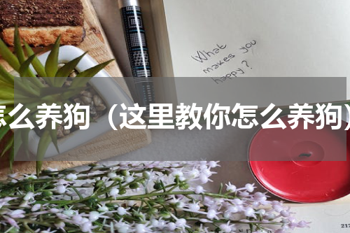怎么养狗（这里教你怎么养狗）