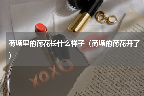荷塘里的荷花长什么样子（荷塘的荷花开了）