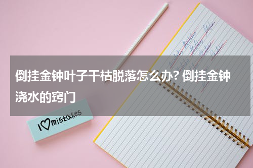 倒挂金钟叶子干枯脱落怎么办? 倒挂金钟浇水的窍门