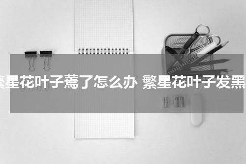 繁星花叶子蔫了怎么办 繁星花叶子发黑