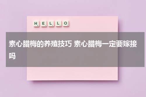 素心腊梅的养殖技巧 素心腊梅一定要嫁接吗
