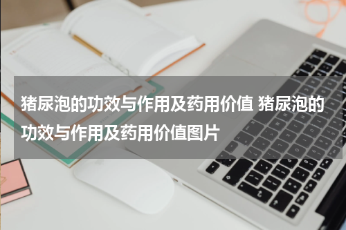 猪尿泡的功效与作用及药用价值 猪尿泡的功效与作用及药用价值图片