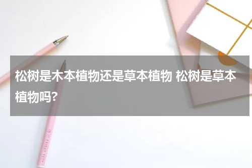 松树是木本植物还是草本植物 松树是草本植物吗?