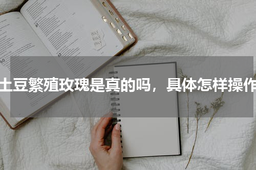 土豆繁殖玫瑰是真的吗，具体怎样操作