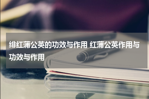 绯红蒲公英的功效与作用 红蒲公英作用与功效与作用