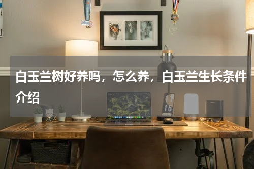 白玉兰树好养吗，怎么养，白玉兰生长条件介绍