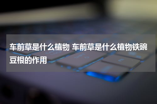 车前草是什么植物 车前草是什么植物铁豌豆根的作用