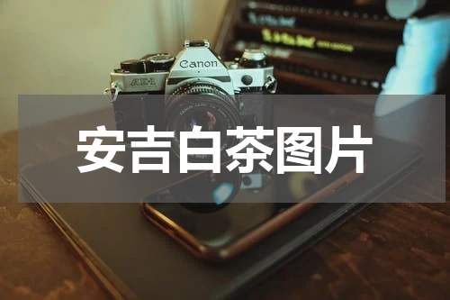 安吉白茶图片
