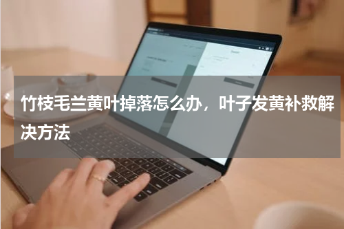 竹枝毛兰黄叶掉落怎么办，叶子发黄补救解决方法