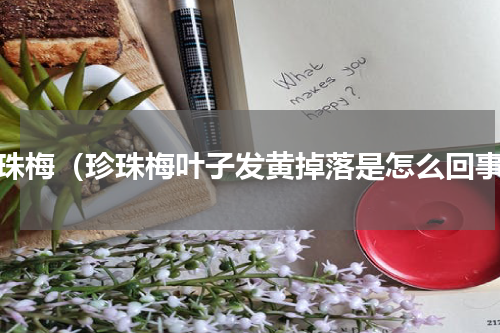 珍珠梅（珍珠梅叶子发黄掉落是怎么回事）