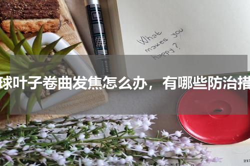 绣球叶子卷曲发焦怎么办，有哪些防治措施