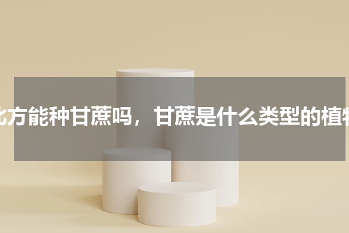 北方能种甘蔗吗，甘蔗是什么类型的植物