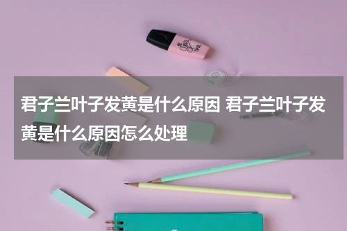 君子兰叶子发黄是什么原因 君子兰叶子发黄是什么原因怎么处理