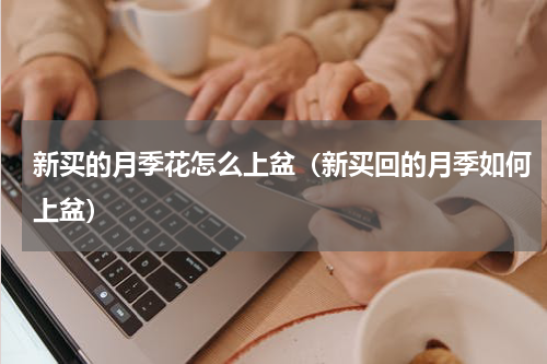 新买的月季花怎么上盆（新买回的月季如何上盆）
