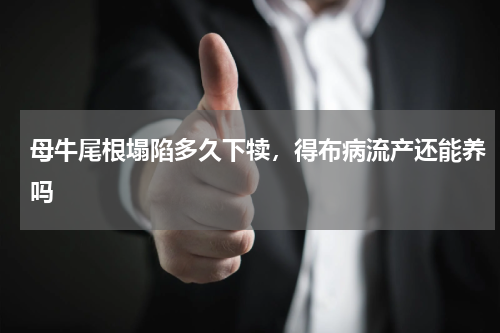 母牛尾根塌陷多久下犊，得布病流产还能养吗
