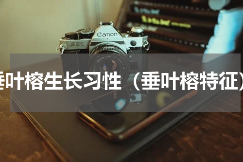 垂叶榕生长习性（垂叶榕特征）