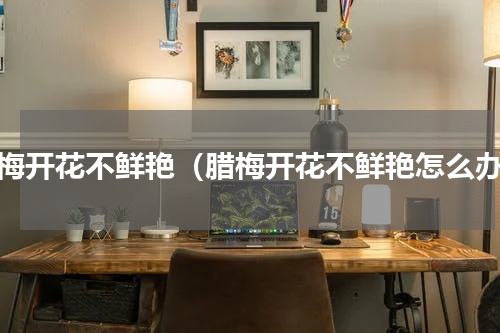 腊梅开花不鲜艳（腊梅开花不鲜艳怎么办）