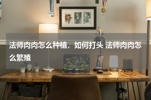 法师肉肉怎么种植，如何打头 法师肉肉怎么繁殖
