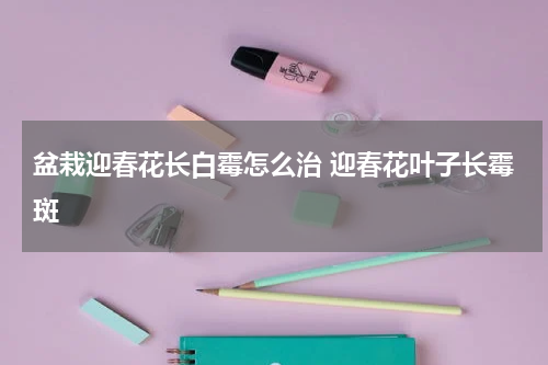 盆栽迎春花长白霉怎么治 迎春花叶子长霉斑