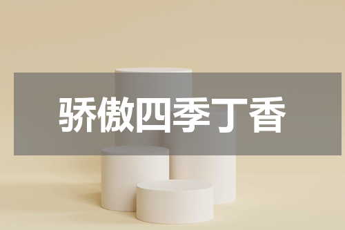 骄傲四季丁香