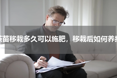茶苗移栽多久可以施肥，移栽后如何养护