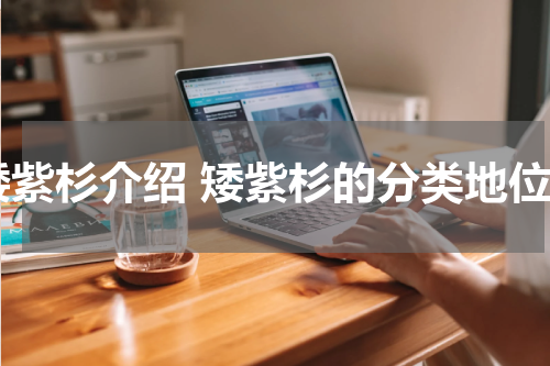 矮紫杉介绍 矮紫杉的分类地位