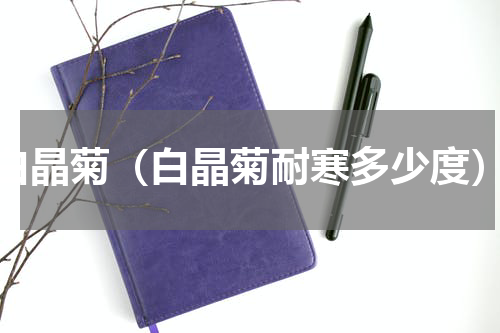 白晶菊（白晶菊耐寒多少度）