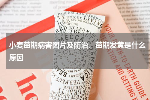 小麦苗期病害图片及防治，苗期发黄是什么原因