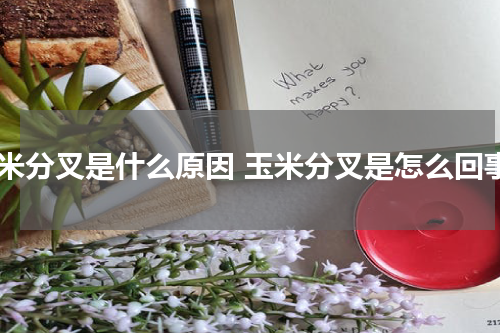 玉米分叉是什么原因 玉米分叉是怎么回事