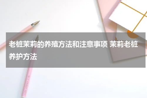 老桩茉莉的养殖方法和注意事项 茉莉老桩养护方法