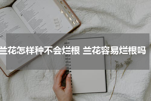 兰花怎样种不会烂根 兰花容易烂根吗
