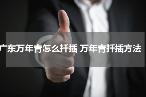广东万年青怎么扦插 万年青扦插方法