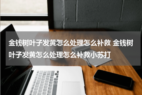 金钱树叶子发黄怎么处理怎么补救 金钱树叶子发黄怎么处理怎么补救小苏打