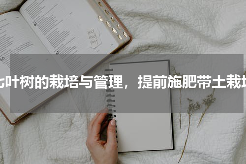 七叶树的栽培与管理，提前施肥带土栽培