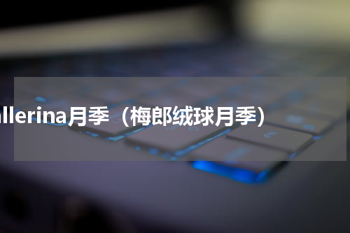 Ballerina月季（梅郎绒球月季）