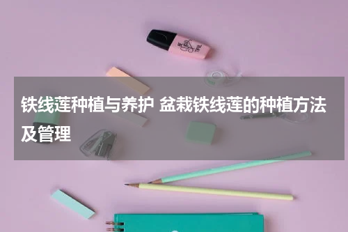 铁线莲种植与养护 盆栽铁线莲的种植方法及管理