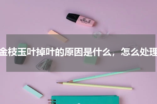 金枝玉叶掉叶的原因是什么，怎么处理