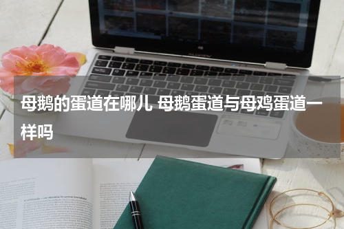 母鹅的蛋道在哪儿 母鹅蛋道与母鸡蛋道一样吗