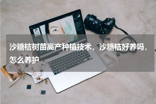 沙糖桔树苗高产种植技术，沙糖桔好养吗，怎么养护