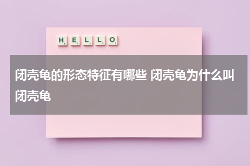 闭壳龟的形态特征有哪些 闭壳龟为什么叫闭壳龟
