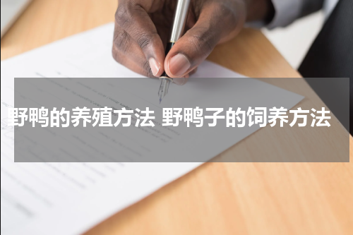 野鸭的养殖方法 野鸭子的饲养方法