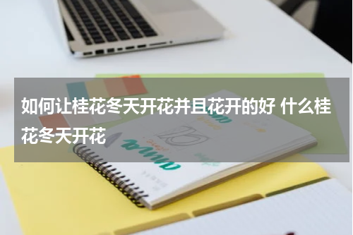 如何让桂花冬天开花并且花开的好 什么桂花冬天开花