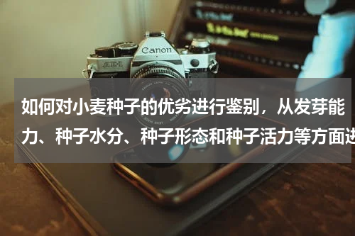 如何对小麦种子的优劣进行鉴别，从发芽能力、种子水分、种子形态和种子活力等方面进行鉴别
