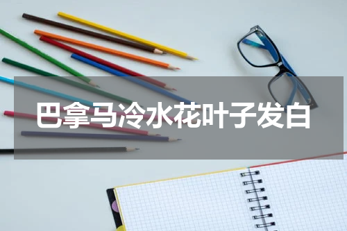 巴拿马冷水花叶子发白